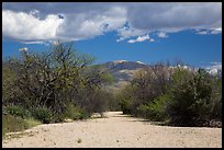Dry wash, Rincon Mountain District. Saguaro National Park ( color)