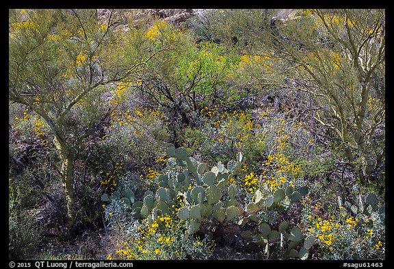 Close-up of desert plants with sun in the spring, Rincon Mountain District. Saguaro National Park, Arizona, USA.