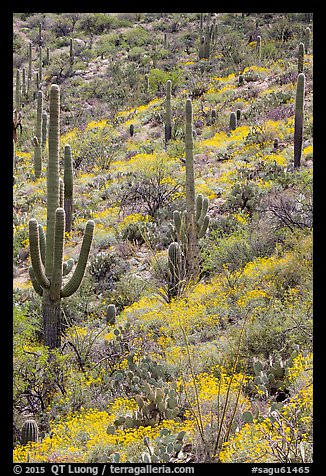 Slope with Saguaro cacti and brittlebush, Rincon Mountain District. Saguaro National Park (color)