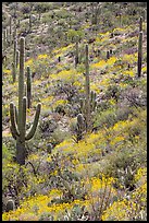 Slope with Saguaro cacti and brittlebush, Rincon Mountain District. Saguaro National Park ( color)