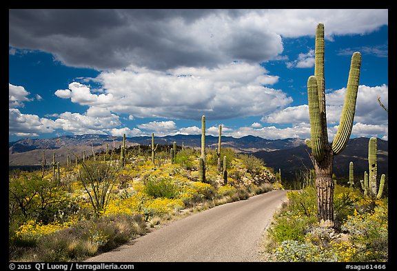 Cactus forest Loop Drive. Saguaro National Park (color)