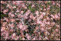 Close-up of blooming desert bush, Rincon Mountain District. Saguaro National Park ( color)