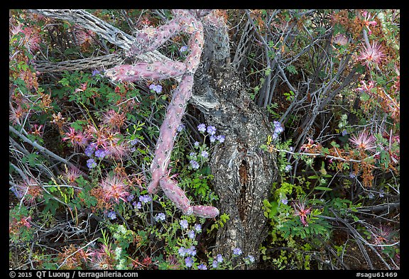 Close-up of cactus and blooming wildflowers, Rincon Mountain District. Saguaro National Park (color)