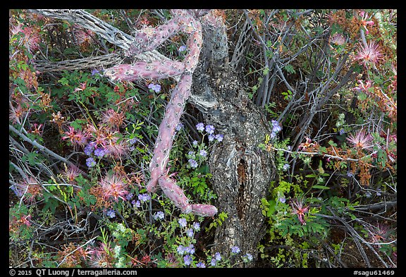 Close-up of cactus and blooming wildflowers, Rincon Mountain District. Saguaro National Park (color)