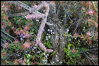 Close-up of cactus and blooming wildflowers, Rincon Mountain District. Saguaro National Park ( color)