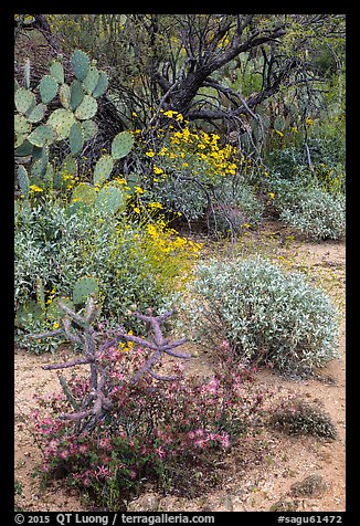 Cactus, brittlebush, and trees, Rincon Mountain District. Saguaro National Park (color)