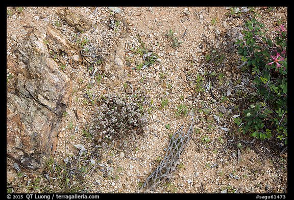 Ground view with tiny flowers and cactus skeleton, Rincon Mountain District. Saguaro National Park, Arizona, USA.