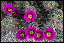 Close-up of hedgehog cactus in bloom, Rincon Mountain District. Saguaro National Park ( color)