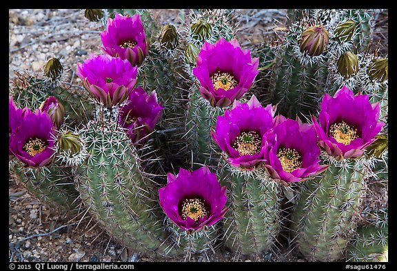 Blooming hedgehog cactus. Saguaro National Park (color)