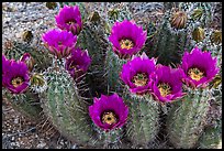 Blooming hedgehog cactus. Saguaro National Park ( color)