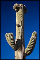 Crested Saguaro cactus top. Saguaro National Park ( color)