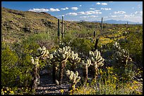 Desert in spring with cholla cactus, Rincon Mountain District. Saguaro National Park ( color)