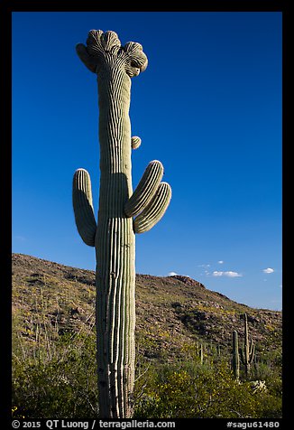 Crested Saguaro cactus, Rincon Mountain District. Saguaro National Park, Arizona, USA.