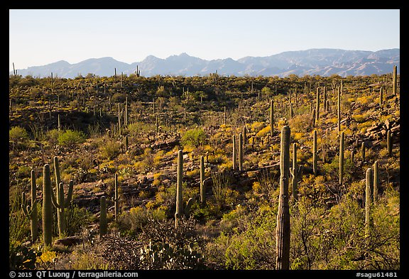 Lush Sonoran desert landscape, Rincon Mountain District. Saguaro National Park (color)