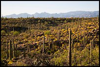 Lush Sonoran desert landscape, Rincon Mountain District. Saguaro National Park ( color)