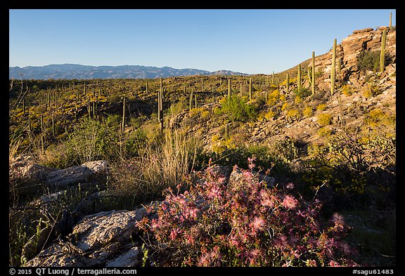 Sonoran desert in bloom, Rincon Mountain District. Saguaro National Park (color)