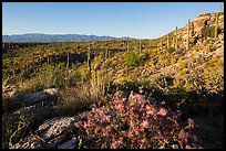 Sonoran desert in bloom, Rincon Mountain District. Saguaro National Park ( color)