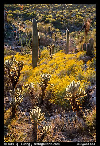 Backlit cholla and saguroa cacti, brittlebush. Saguaro National Park (color)