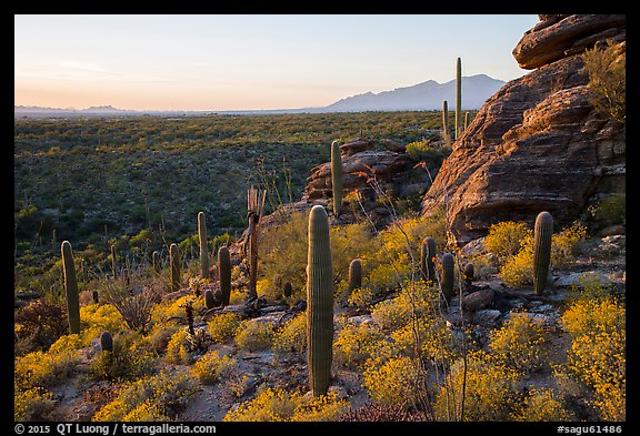 Last light on blooming brittlebush, cactus, and rocky outcrop. Saguaro National Park (color)
