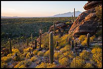 Last light on blooming brittlebush, cactus, and rocky outcrop. Saguaro National Park ( color)