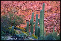 Green saguro cactus and slope painted red by sunset light. Saguaro National Park ( color)