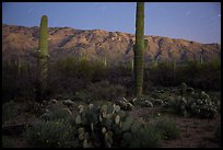 Cactus, Rincon Mountains, and star trails at night. Saguaro National Park, Arizona, USA.