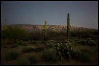 Cactus, Rincon Mountains, and star field at night. Saguaro National Park ( color)