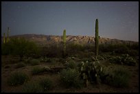 Cactus, Rincon Mountains, and star field at night. Saguaro National Park, Arizona, USA.