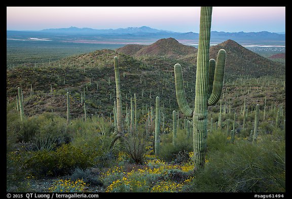 Saguaro cactus forest in the spring from hillside at dawn. Saguaro National Park (color)