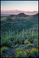 Saguaro cactus forest, Red Hills, and Kit Peak at sunrise. Saguaro National Park ( color)