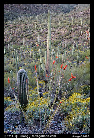 Ocotillo, brittlebush flowers, and cactus forest. Saguaro National Park (color)