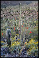 Ocotillo, brittlebush flowers, and cactus forest. Saguaro National Park ( color)