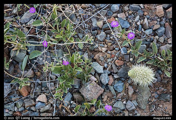 Ground close-up with blooming flowers and fallen cholla cactus. Saguaro National Park, Arizona, USA.