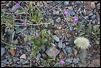 Ground close-up with blooming flowers and fallen cholla cactus. Saguaro National Park ( color)