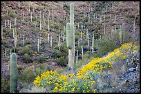Slopes with saguaro cacti and flowering brittlebush. Saguaro National Park ( color)