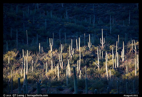 Spotlight on group of saguaro cacti. Saguaro National Park (color)