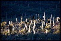Spotlight on group of saguaro cacti. Saguaro National Park ( color)