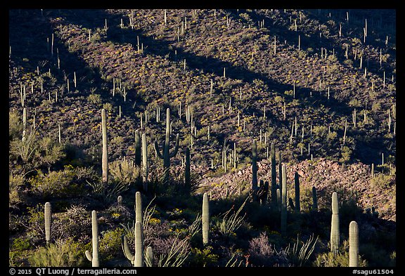 Shadows delineating ridges with saguaro cactus. Saguaro National Park (color)
