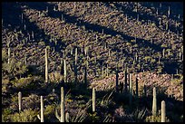 Shadows delineating ridges with saguaro cactus. Saguaro National Park ( color)