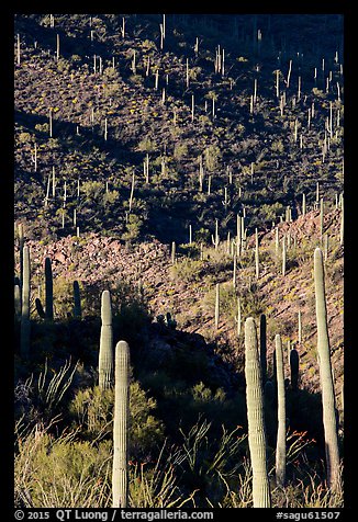 Ridges, shadows, and saguaro cacti. Saguaro National Park (color)
