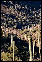 Ridges, shadows, and saguaro cacti. Saguaro National Park ( color)