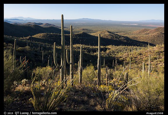 Cactus forest from Tucson Mountains. Saguaro National Park (color)