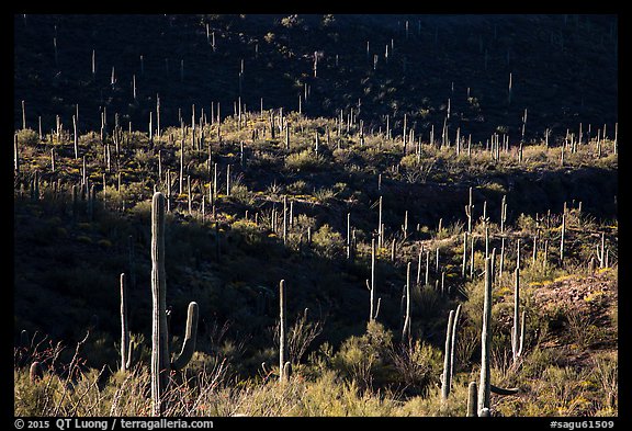 Saguaro cactus on hill ridges. Saguaro National Park (color)