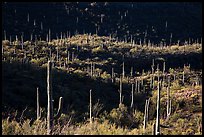 Saguaro cactus on hill ridges. Saguaro National Park ( color)