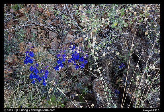 Close-up of vibrant desert blooms. Saguaro National Park, Arizona, USA.