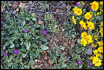 Ground close-up with purple wildflowers and brittlebush. Saguaro National Park ( color)