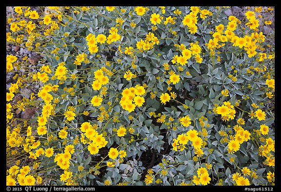 Close-up of brittlebush in bloom. Saguaro National Park, Arizona, USA.