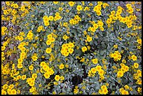 Close-up of brittlebush in bloom. Saguaro National Park, Arizona, USA.