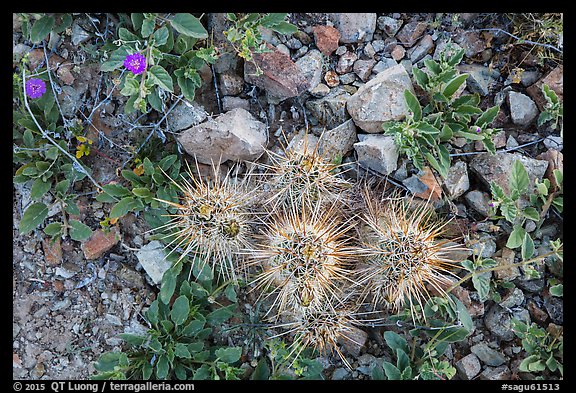 Ground close-up with cactus and wildflowers. Saguaro National Park, Arizona, USA.