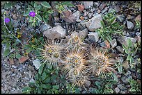 Ground close-up with cactus and wildflowers. Saguaro National Park ( color)